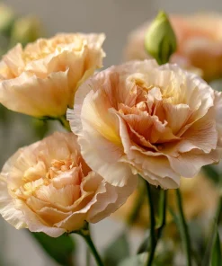 Voyage 2 Champagne Lisianthus Seeds - 25 Seeds, Soft Apricot Eustoma Grandiflorum - Image 5
