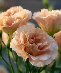 Voyage 2 Champagne Lisianthus Seeds - 25 Seeds, Soft Apricot Eustoma Grandiflorum - Image 6