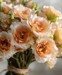 Voyage 2 Champagne Lisianthus Seeds - 25 Seeds, Soft Apricot Eustoma Grandiflorum - Image 1