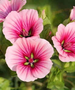 Vulcan Malope Trifida Mallow Flower Seeds - 10 Seeds - Pink Shades - Image 2