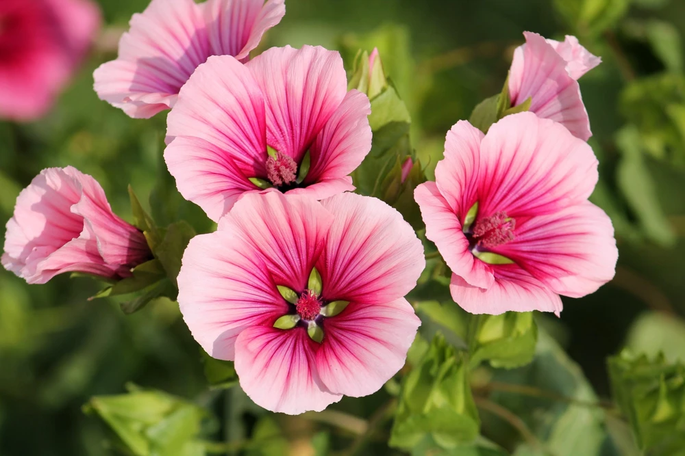 Vulcan Malope Trifida Mallow Flower Seeds - 10 Seeds - Pink Shades - Image 2