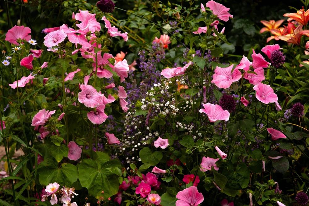 Vulcan Malope Trifida Mallow Flower Seeds - 10 Seeds - Pink Shades - Image 3