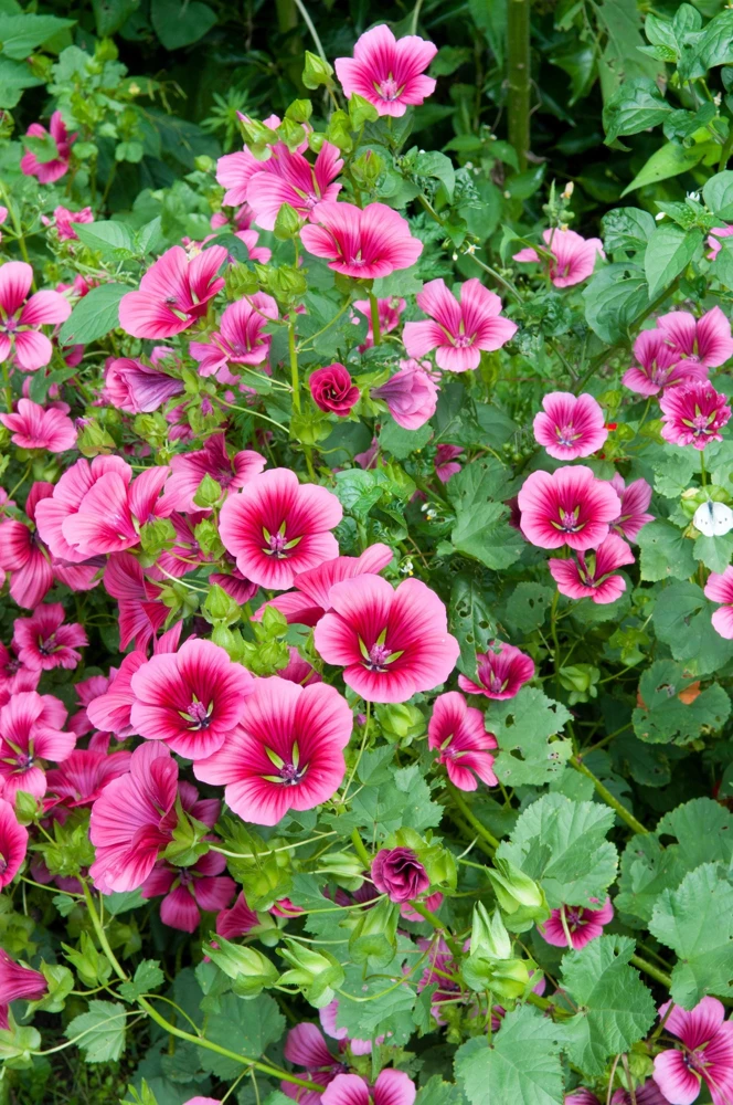 Vulcan Malope Trifida Mallow Flower Seeds - 10 Seeds - Pink Shades - Image 1