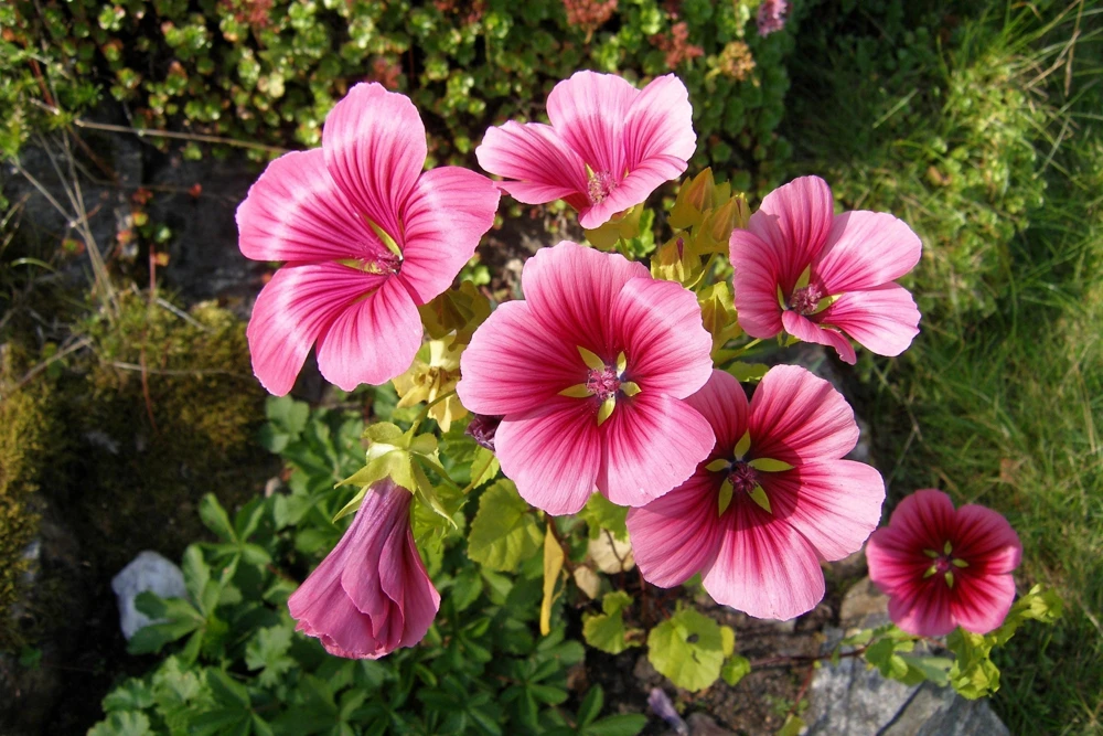 Vulcan Malope Trifida Mallow Flower Seeds - 10 Seeds - Pink Shades - Image 4