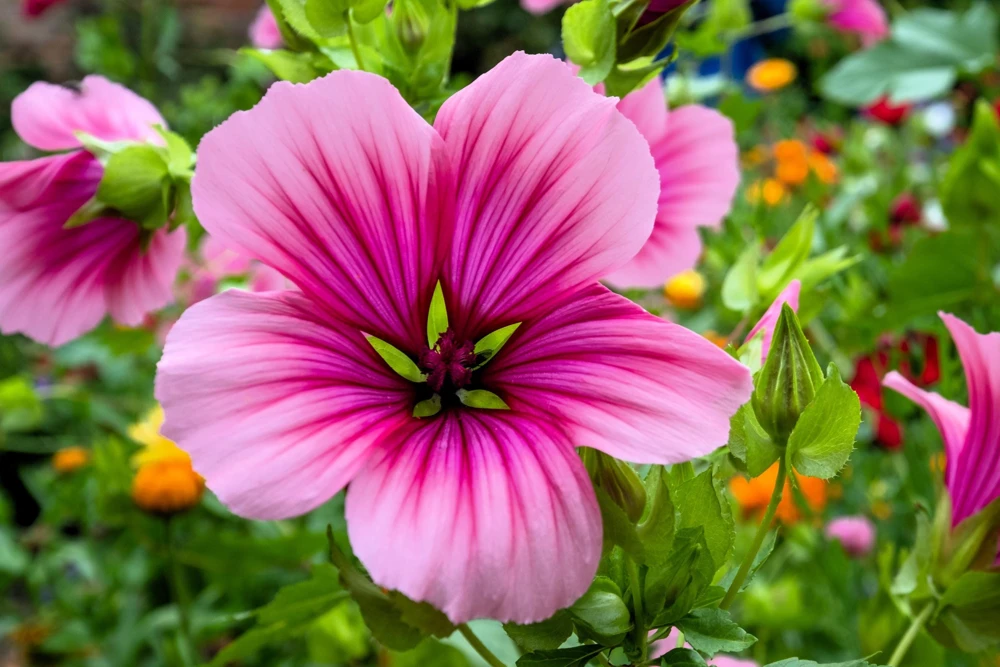 Vulcan Malope Trifida Mallow Flower Seeds - 10 Seeds - Pink Shades - Image 5