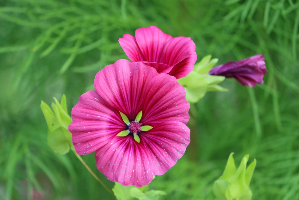 Vulcan Malope Trifida Mallow Flower Seeds - 10 Seeds - Pink Shades - Image 7