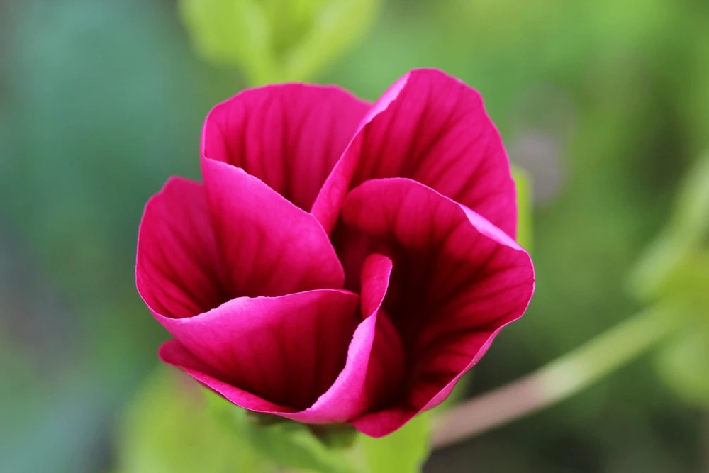 Vulcan Malope Trifida Mallow Flower Seeds - 10 Seeds - Pink Shades - Image 8