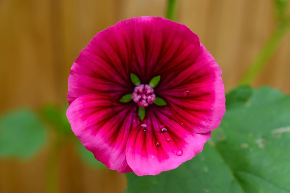 Vulcan Malope Trifida Mallow Flower Seeds - 10 Seeds - Pink Shades - Image 9