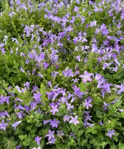 Wall Bellflower Live Plant - Campanula portenschlagiana - 3.5 Inch Pot - Image 2