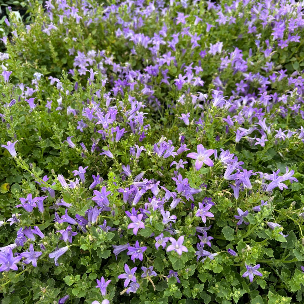 Wall Bellflower Live Plant - Campanula portenschlagiana - 3.5 Inch Pot - Image 2
