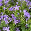 Wall Bellflower Live Plant - Campanula portenschlagiana - 3.5 Inch Pot - Image 1