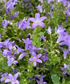 Wall Bellflower Live Plant - Campanula portenschlagiana - 3.5 Inch Pot - Image 1