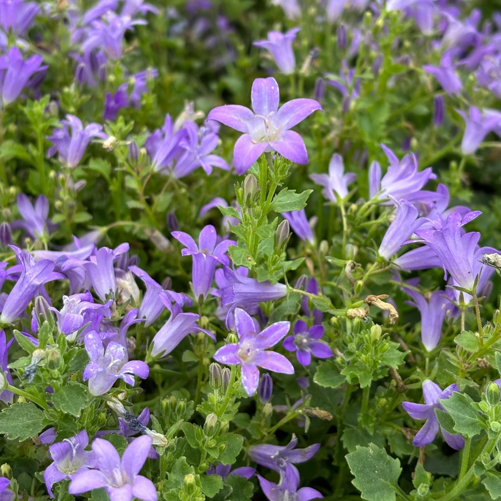 Wall Bellflower Live Plant - Campanula portenschlagiana - 3.5 Inch Pot - Image 1