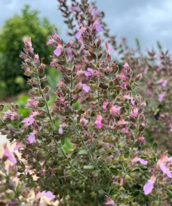 Wall Germander Live Plant - Teucrium chamaedrys - 3.5 Inch Pot - Outdoor Shrub - Image 2
