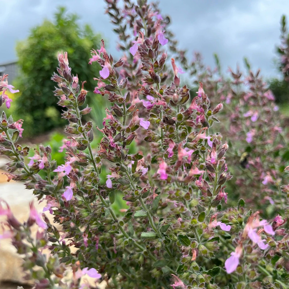 Wall Germander Live Plant - Teucrium chamaedrys - 3.5 Inch Pot - Outdoor Shrub - Image 2