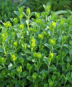 Wall Germander Live Plant - Teucrium chamaedrys - 3.5 Inch Pot - Outdoor Shrub - Image 3