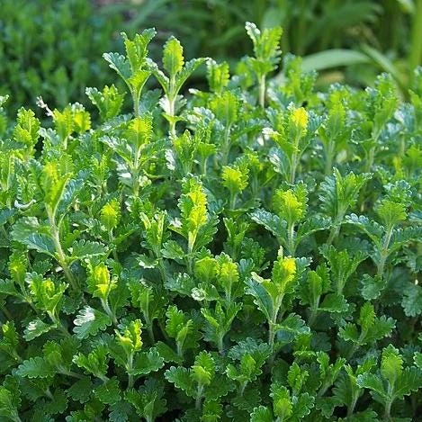 Wall Germander Live Plant - Teucrium chamaedrys - 3.5 Inch Pot - Outdoor Shrub - Image 3