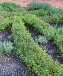 Wall Germander Live Plant - Teucrium chamaedrys - 3.5 Inch Pot - Outdoor Shrub - Image 4
