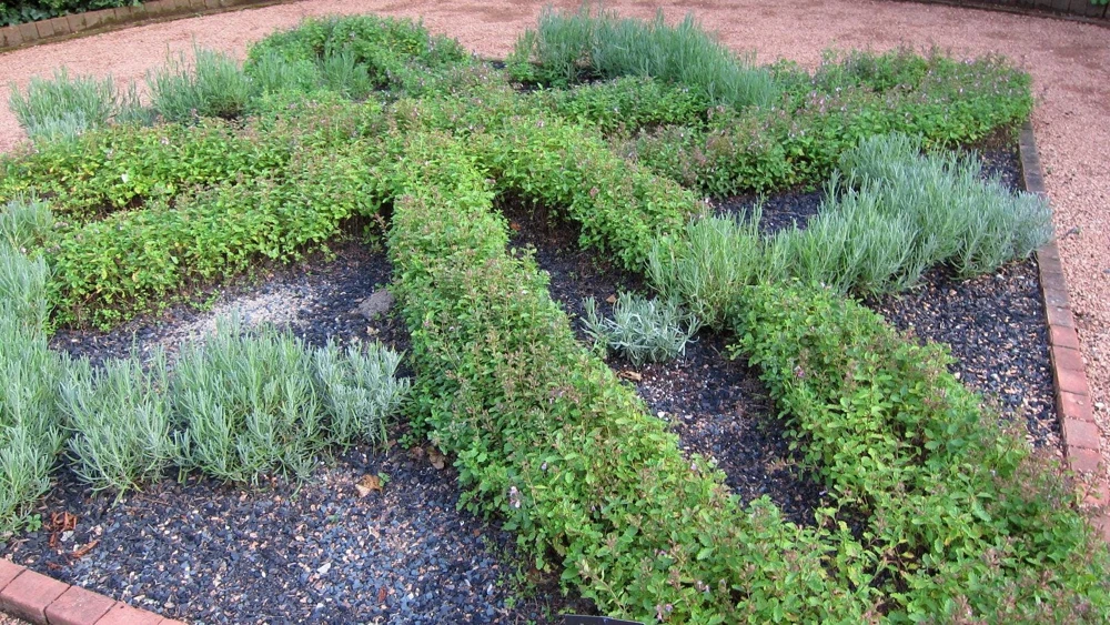 Wall Germander Live Plant - Teucrium chamaedrys - 3.5 Inch Pot - Outdoor Shrub - Image 4