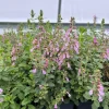 Wall Germander Live Plant - Teucrium chamaedrys - 3.5 Inch Pot - Outdoor Shrub - Image 1