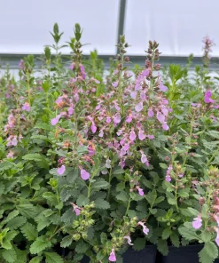 Wall Germander Live Plant - Teucrium chamaedrys - 3.5 Inch Pot - Outdoor Shrub - Image 1