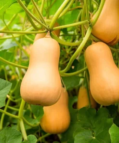 Waltham Butternut Squash Seeds - 25 Seed Pack, Sweet Winter Squash - Image 2