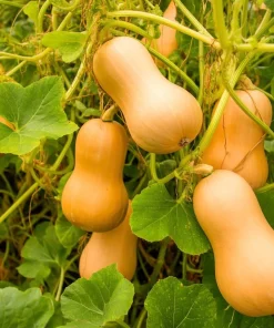 Waltham Butternut Squash Seeds - 25 Seed Pack, Sweet Winter Squash - Image 5