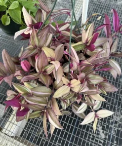 Wandering Jew Live Plant - Tradescantia Houseplant in Basket - Image 1