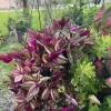 Wandering Jew Live Plant - Tradescantia Zebrina Purple Trailing Houseplant - Image 1