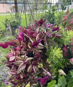 Wandering Jew Live Plant - Tradescantia Zebrina Purple Trailing Houseplant - Image 1