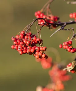 Washington Hawthorn Seeds - 50 Seed Pack, Edible Fruit & White Flowers - Image 10