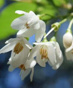 Washington Hawthorn Seeds - 50 Seed Pack, Edible Fruit & White Flowers - Image 2