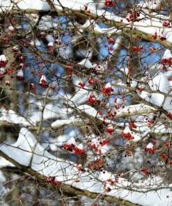 Washington Hawthorn Seeds - 50 Seed Pack, Edible Fruit & White Flowers - Image 3
