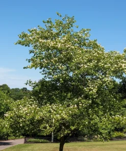 Washington Hawthorn Seeds - 50 Seed Pack, Edible Fruit & White Flowers - Image 4