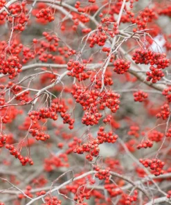 Washington Hawthorn Seeds - 50 Seed Pack, Edible Fruit & White Flowers - Image 5