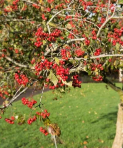 Washington Hawthorn Seeds - 50 Seed Pack, Edible Fruit & White Flowers - Image 6