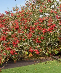 Washington Hawthorn Seeds - 50 Seed Pack, Edible Fruit & White Flowers - Image 7