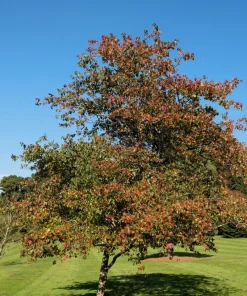 Washington Hawthorn Seeds - 50 Seed Pack, Edible Fruit & White Flowers - Image 8