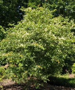 Washington Hawthorn Seeds - 50 Seed Pack, Edible Fruit & White Flowers - Image 9
