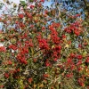 Washington Hawthorn Seeds - 50 Seed Pack, Edible Fruit & White Flowers - Image 1