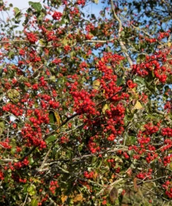Washington Hawthorn Seeds - 50 Seed Pack, Edible Fruit & White Flowers - Image 1