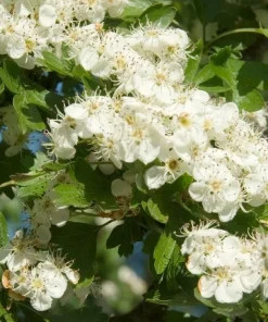 Washington Hawthorn Tree Live Plant – 18-24 Inches Tall, 2-3 Years Old, Outdoor - Image 2