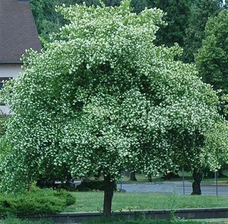 Washington Hawthorn Tree Live Plant - 18-24 Inches Tall, Bare Root, Outdoor - Image 1