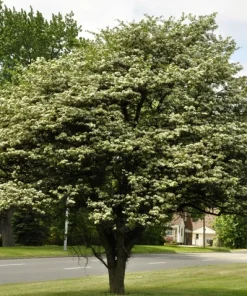 Washington Hawthorn Tree Live Plant – 18-24 Inches Tall, 2-3 Years Old, Outdoor - Image 3
