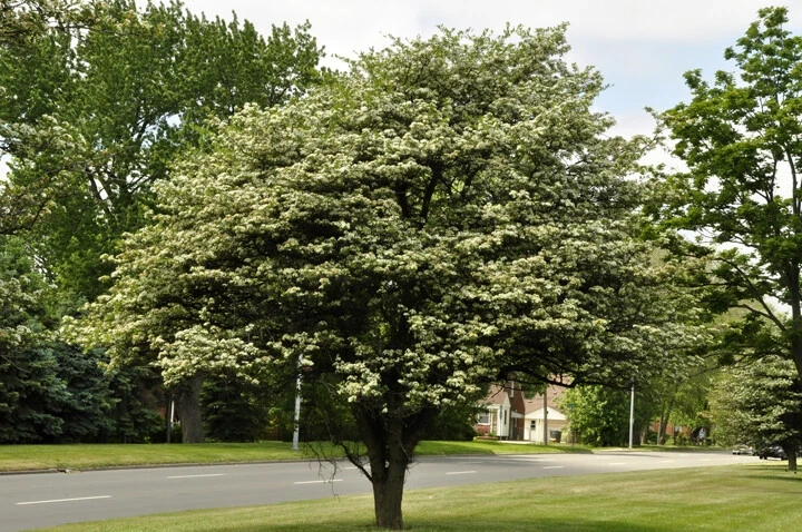 Washington Hawthorn Tree Live Plant - 18-24 Inches Tall, Bare Root, Outdoor - Image 3