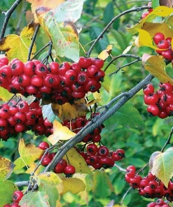 Washington Hawthorn Tree Live Plant – 18-24 Inches Tall, 2-3 Years Old, Outdoor - Image 4