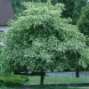 Washington Hawthorn Tree Live Plant – 18-24 Inches Tall – 2-3 Years Old – Outdoor - Image 1