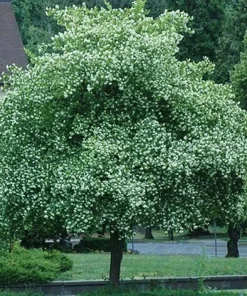Washington Hawthorn Tree Live Plant – 18-24 Inches Tall – 2-3 Years Old – Outdoor - Image 1