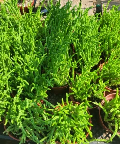 Watch Chain Succulent Crassula Muscosa Live Plant 2in & 4in Pots - Image 2