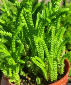 Watch Chain Succulent Crassula Muscosa Live Plant 2in & 4in Pots - Image 3